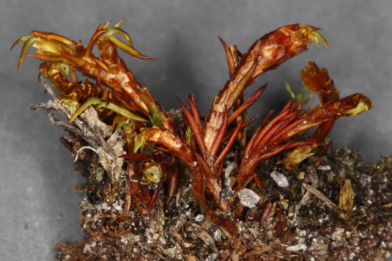 Polytrichastrum fragile